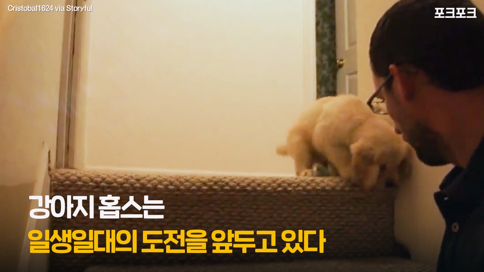 A_포크포크_난생 처음 계단을 마주한 강아지